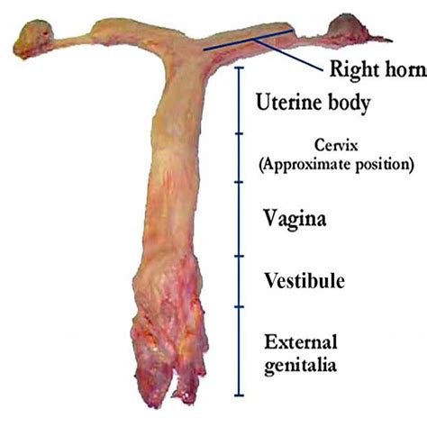 mare vegina|Drost Project: The Visual Guide to Equine Reproduction: Vagina.